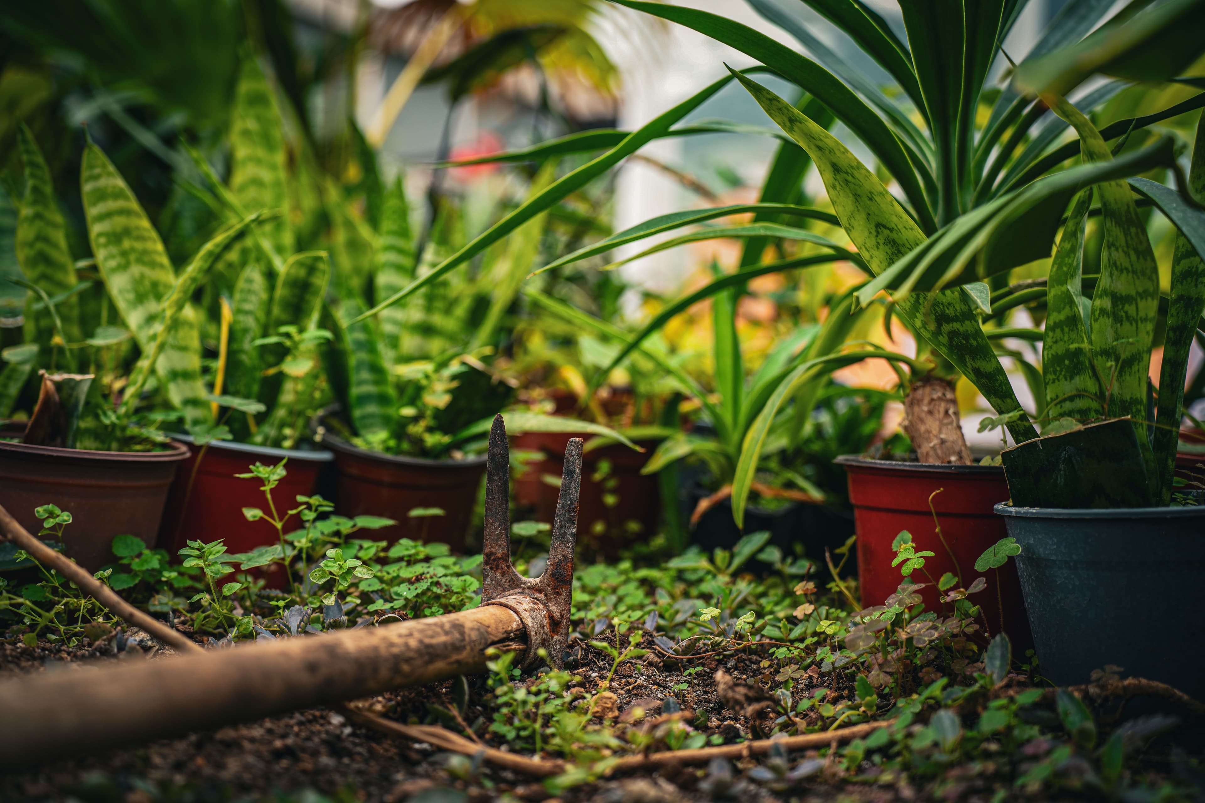 Garden cultivator resting among potted plants in a greenhouse